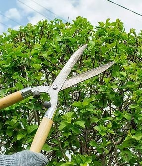 Tree Services