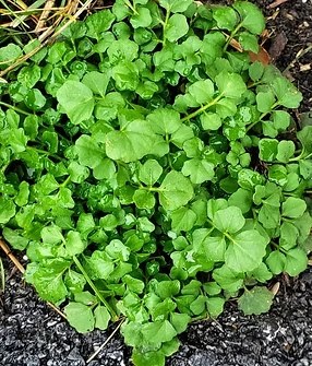 Weed Control